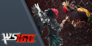 WS168Cockfighting